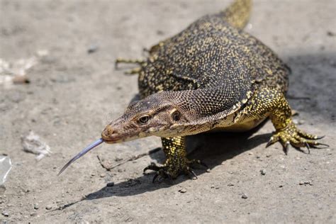 bayawak price